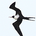 Lesser Frigatebird (female) over the beach (17 Frigatesbirds seen in total in 30 mins walk)<br />Canon EOS 7D + EF400 F5.6L Lesser Frigatebird (female) over the beach (17 Frigatesbirds seen in total in 30 mins walk)<br />Canon EOS 7D + EF400 F5.6L